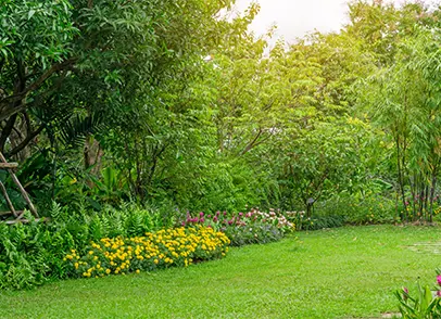 tropical-forest-backyard